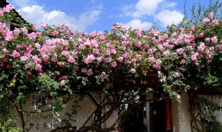 爬藤月季花怎么养 爬藤月季花怎么养殖