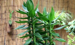 怎样土养富贵竹 怎样土养富贵竹好