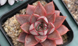 麒麟座多肉怎么养 麒麟座多肉图片