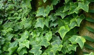 常青藤怎么养（常春藤怎么养能爆盆）