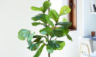 琴叶榕怎么养护（琴叶榕怎么养护视频）