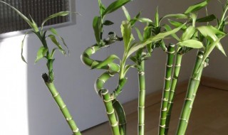 冬天富贵竹怎么养不会死 富贵竹冬天容易死吗