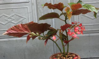 竹节海棠怎么养 竹节海棠怎么养最好