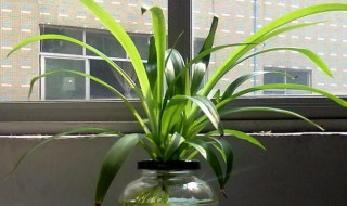 水培吊兰冬天怎么养 水培吊兰冬季怎么养