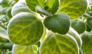 碰碰香冬天怎么养（碰碰香冬天好养吗）