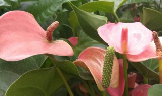 红掌冬天怎么养(红掌冬天怎么养,,,,,,,,,,:长寿花怎么过冬?)