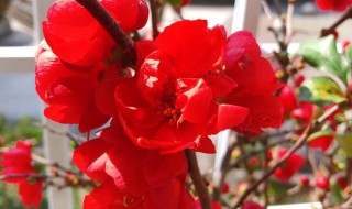 长寿海棠怎么养殖 长寿海棠怎么养殖视频