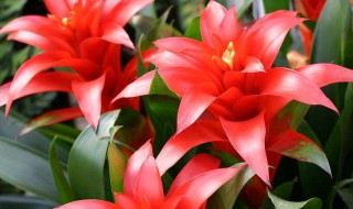 红运当头怎么养 鸿运当头怎么养家庭养法