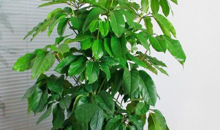 摇钱树冬天会冻死吗（摇钱树冬天耐冻吗）