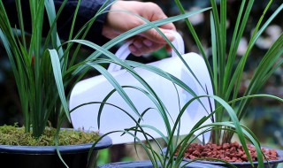 兰花移盆后能浇水吗 兰花移盆后能浇水吗夏天