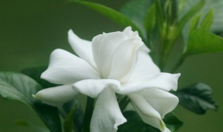 栀子花冬天会冻死吗（栀子花冬天会干枯吗）