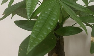 发财树需要松土吗 发财树土壤很干要给它松土吗