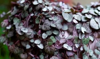 爱之蔓冬天能浇水吗(爱之蔓的水培方法)