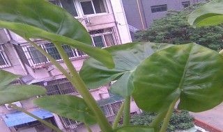 滴水观音倒伏是怎么回事(滴水观音倒伏的原因)