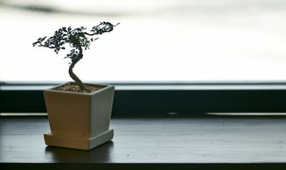 蓬莱松盆栽怎么养 蓬莱松盆栽养殖方法和注意事项