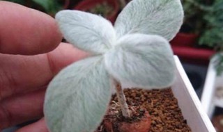 断崖女王怎么上盆(断崖女王怎么服盆)