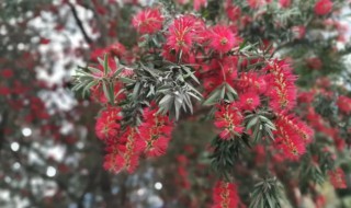 红千层怎么养（红千层怎么养殖）