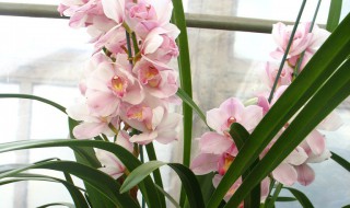 惠兰花怎么养 惠兰花怎么养可以年年开花