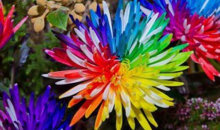 彩虹菊怎么养（彩虹菊怎么养殖）