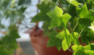 常青藤夏天怎么养 常青藤夏天怎么养活