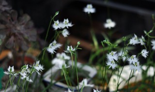 白鹭草怎么种（白鹭草怎么种植）