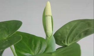 滴水观音怎样修剪 滴水观音怎样修剪好看