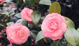 花肥营养液自制方法 花肥营养液自制方法视频