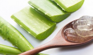 木立芦荟怎么养长的快（木立芦荟怎么养长的快呢）