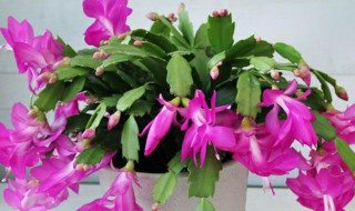 蟹爪兰冬天怎么养（蟹爪兰冬天怎么养才能开花）