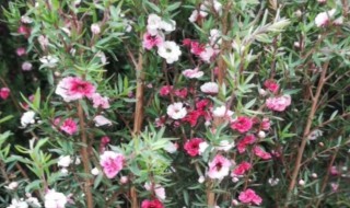 松红梅怎么浇水（松红梅浇水可以加白醋吗）