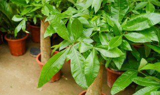 发财树夏天怎么养 发财树夏天怎么养才能更旺盛