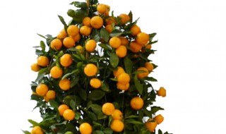 盆栽桔子树怎么养 盆栽桔子树怎么养护和施肥
