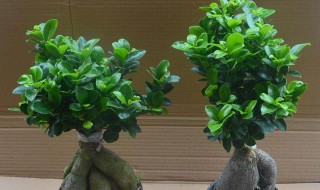 盆栽榕树冬天会冻死吗 榕树盆栽冬天怕冻吗