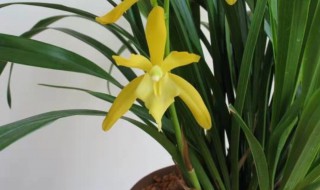 兰花黄金小神童养殖方法 有关兰花黄金小神童养殖方法