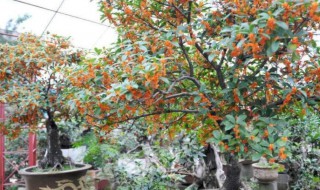 盆栽桂花冬天怎么浇水（盆栽桂花冬天怎么浇水好）