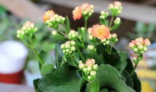 长寿花冬天怎么养（长寿花冬天怎么养才能安全过冬视频）