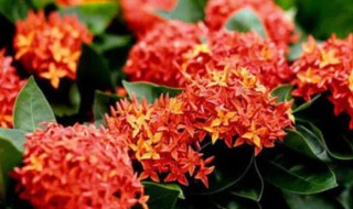 龙船花怎么过冬 龙船花怎么过冬最好