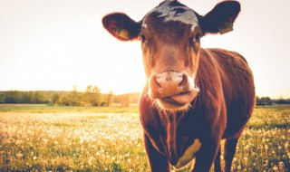 梦见牵牛是什么预兆 女人梦见牵牛是什么预兆