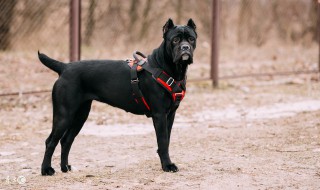 狗年剧情介绍(过年剧情详细介绍)