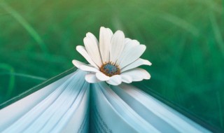 梦见花预示着什么（梦见花什么寓意）