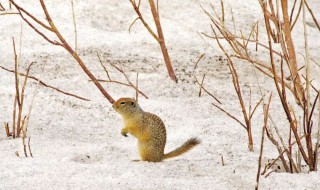 松鼠会不会冬眠?（松鼠会不会冬眠视频）