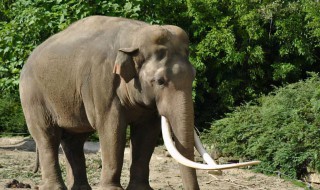 大象需要睡多久 大象需要睡多久才能睡着