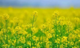 油菜花秋季什么时候开花 油菜花什么时候开花