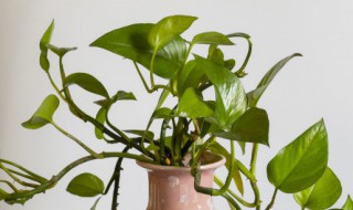 绿萝能除甲醛和异味吗（绿萝能除甲醛和异味吗有毒吗）