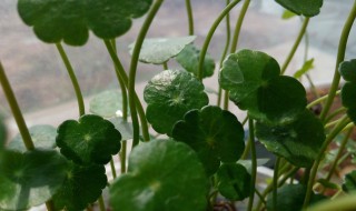 铜钱草室内养有毒吗 铜钱草有毒吗?可以养在卧室里吗?