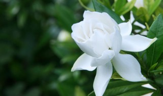 栀子花怎么养成盆栽（栀子花怎么养成盆栽的）