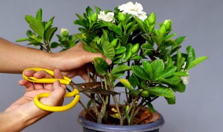 栀子花可以一直水培吗 栀子花是否可以水培