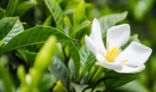 栀子花移栽注意事项（栀子花栽种注意事项）