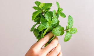 薄荷能吸甲醛吗 薄荷有去甲醛的作用吗
