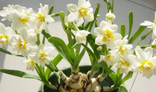水仙花一般养多久开花 水仙花一般养多久开花呀